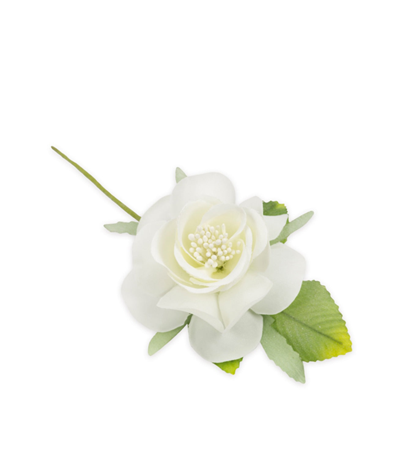 rosellina